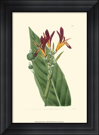 Framed Antique Canna IV Print