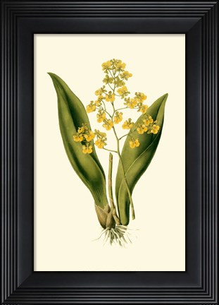 Framed Orchid Array I Print