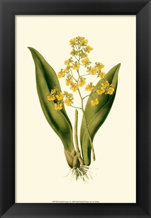Framed Orchid Array I Print