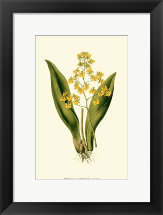Framed Orchid Array I Print