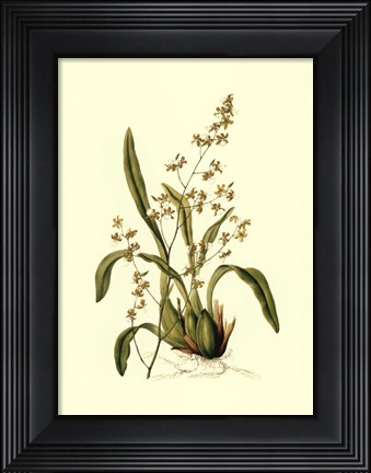 Framed Orchid Array IV Print