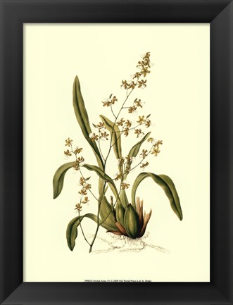 Framed Orchid Array IV Print
