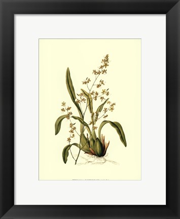 Framed Orchid Array IV Print