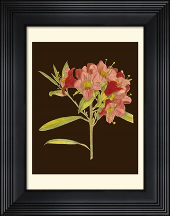 Framed Crimson Blooms IV Print