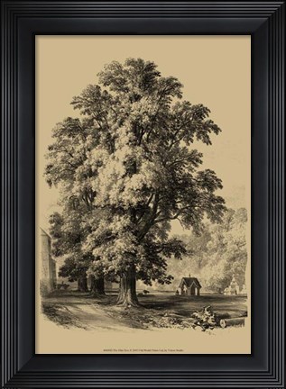 Framed Elm Tree Print