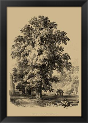 Framed Elm Tree Print