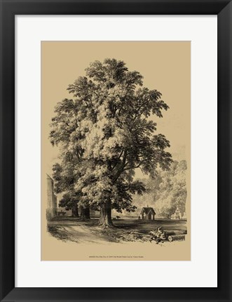 Framed Elm Tree Print