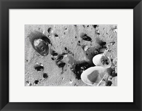 Framed Sand Treasures I Print