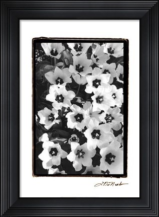 Framed Springtime Garden II Print