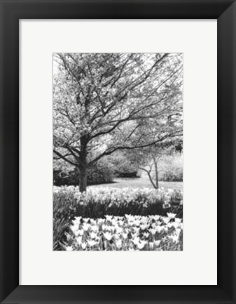 Framed Springtime Garden III Print