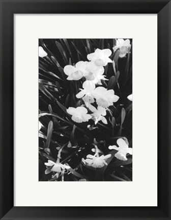 Framed Springtime Garden V Print