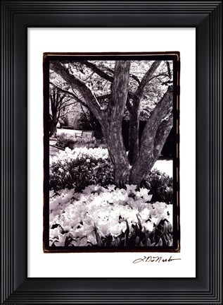 Framed Springtime Garden VI Print