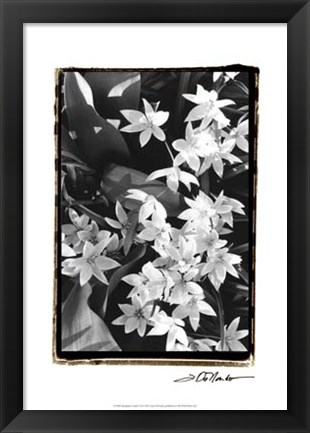 Framed Springtime Garden VII Print