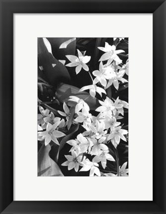 Framed Springtime Garden VII Print
