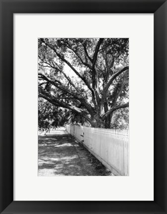 Framed Summer Shade II Print