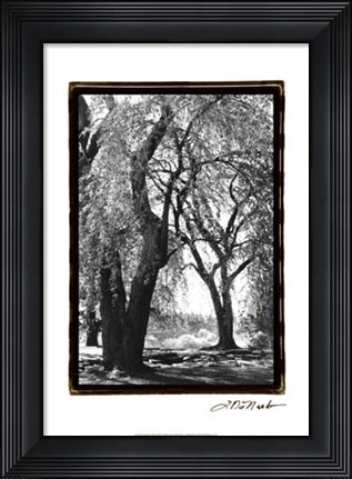 Framed Summer Shade III Print