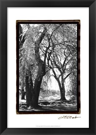 Framed Summer Shade III Print