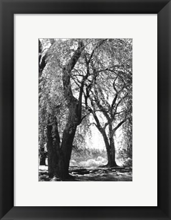 Framed Summer Shade III Print