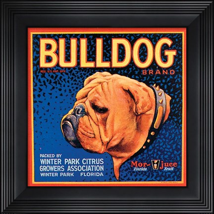 Framed Bull Dog Print
