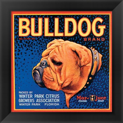 Framed Bull Dog Print