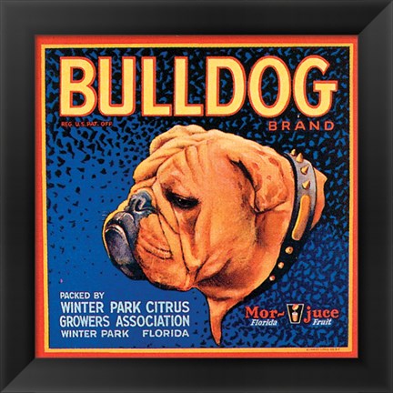 Framed Bull Dog Print