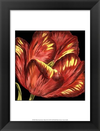 Framed Mini Transitional Tulip I Print