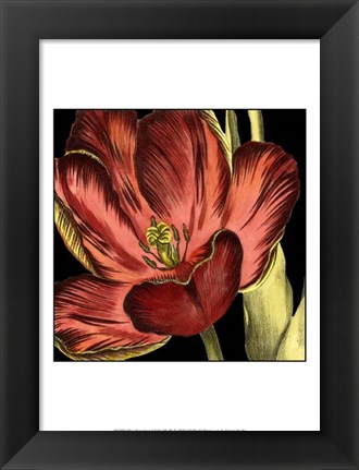 Framed Mini Transitional Tulip III Print