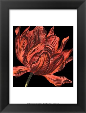 Framed Mini Transitional Tulip IV Print