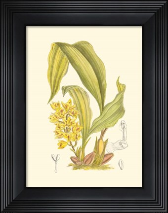 Framed Orchid Plenty I Print