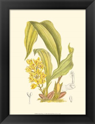 Framed Orchid Plenty I Print