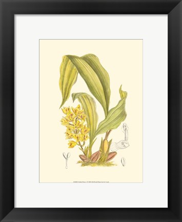 Framed Orchid Plenty I Print