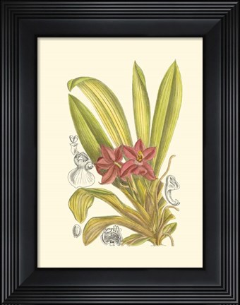 Framed Orchid Plenty II Print