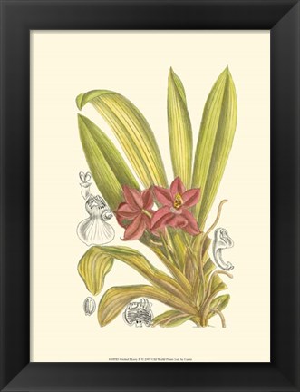 Framed Orchid Plenty II Print