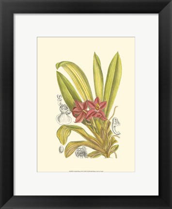 Framed Orchid Plenty II Print
