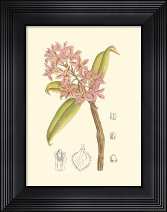 Framed Orchid Plenty III Print