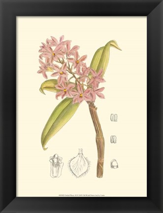Framed Orchid Plenty III Print