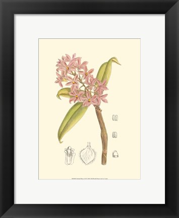 Framed Orchid Plenty III Print
