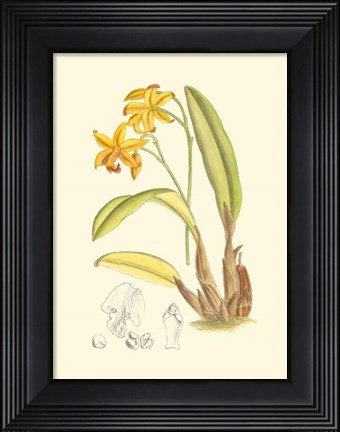 Framed Orchid Plenty IV Print