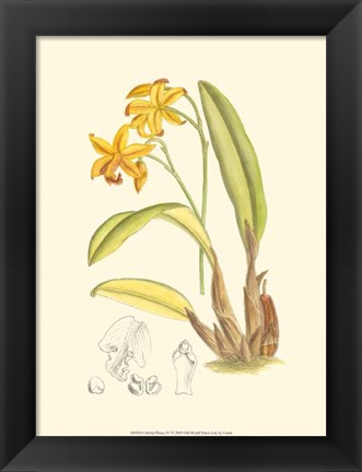 Framed Orchid Plenty IV Print