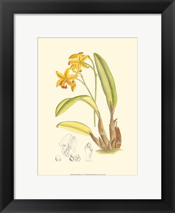 Framed Orchid Plenty IV Print