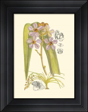 Framed Orchid Plenty V Print