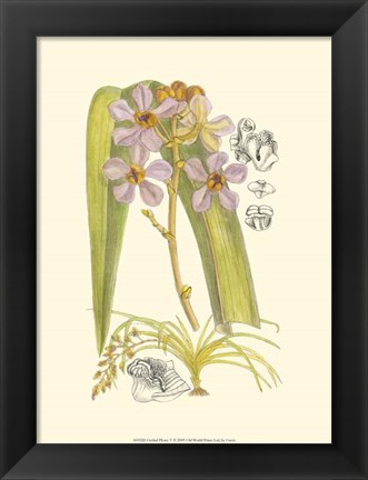 Framed Orchid Plenty V Print
