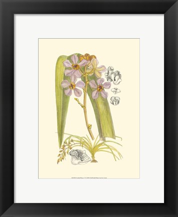Framed Orchid Plenty V Print