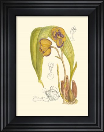 Framed Orchid Plenty VI Print