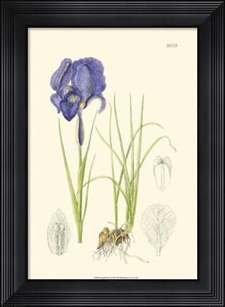 Framed Spring Bounty I Print