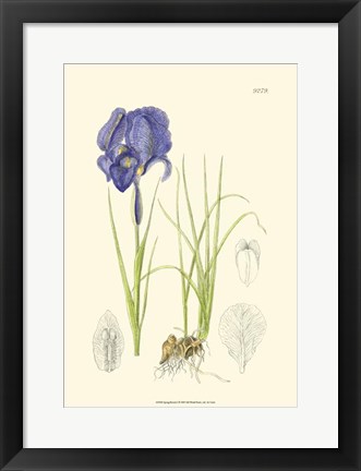 Framed Spring Bounty I Print