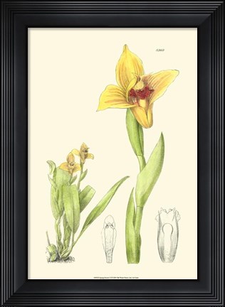 Framed Spring Bounty II Print