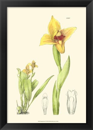 Framed Spring Bounty II Print