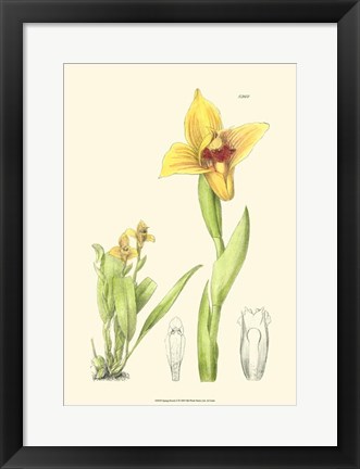Framed Spring Bounty II Print