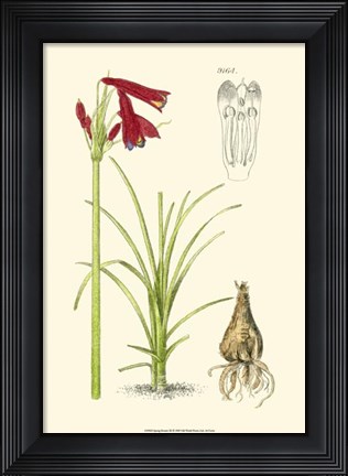 Framed Spring Bounty III Print